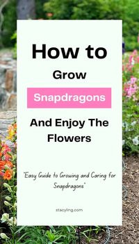 From Tiny Seed to Towering Treasure! This beginner-friendly guide unlocks the magic of growing Snapdragons. ☀️ Learn planting tricks, care secrets, & watch your garden blaze with color! ➡️ Dive into Snapdragon bliss!#snapdragons #snapdragonflowers #cutflowergardening #cottagegardenflowers #seedstarting #startingflowersfromseed #gardenimages #gardendesign #gardenplanning #gardenprojects #flowers #flowergarden #flowergardening #englishcottagegarden