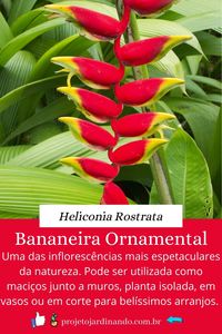 A Heliconia Rostrata ou Bananeira Ornamental é uma planta nativa da América do Sul que possui uma das flores mais bonitas da natureza. Podem ser utilizadas em arranjos, em maciços junto a muros e até em vasos. É uma planta que adora o calor e climas de alta umidade.