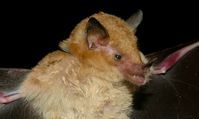 O morceguindo-do-cerrado (Lonchophylla dekeyseri) é um animal pequeno, com cerca de 12 gramas e é uma espécie endêmica do Cerrado. Ele vive em cavernas e buracos nas matas e cerrado do Brasil. A redução do seu habitat, causada principalmente pelo desmatamento, turismo desordenado e degradação ambiental, são as principais causas de ameaça de extinção da espécie, que está classificada em perigo pelo Livro Vermelho do ICMBio (2016).