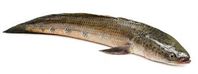 Bullseye snakehead (Channa marulius ) great snakehead - Google Search