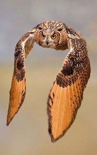 Great Horned Owl (Bubo virginianus)