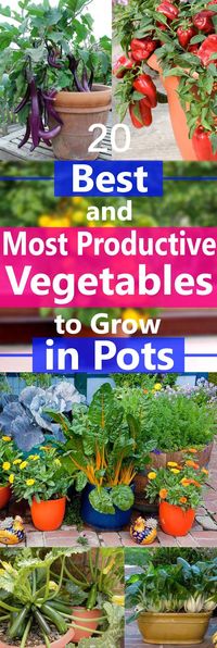 Growing vegetables in containers is possible but there are some that grow easily and produce heavily in containers. Due to this we've added 20 Best and Most Productive Vegetables to grow in pots.