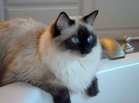 A pretty Sealpoint Colorpoint Ragdoll cat leaning over a sink. Some Ragdoll cats love water.