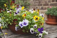 Best Plants for Shallow Pots | Plants That Grow Well in Shallow Pots