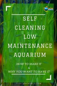 Self Cleaning Aquarium. How to make a self-sustaining aquarium biosphere, How They Work, how to stock it and why you may want a Self Cleaning Low Maintenance Aquarium.