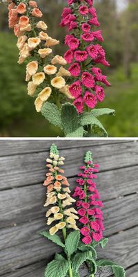 Another realistic crochet flower project. If you love forests, this foxglove crochet pattern is for you. All you have to do is follow the free step-by-step crochet tutorial – and you will bring this atmosphere to your house. This flower pattern is easy to follow and won’t make you struggle to finish the piece.