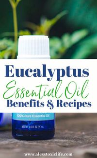 Eucalyptus Essential oil has many benefits and uses. Learn about them here and find recipes to get using your essential oils right away. Nourish your hair, reduce a fever, get rid of itchy scalp, clear congestion and more. #benefits #essentialoils #oils# health# beauty