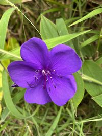 I photographed this striking purple flower in Hawaii Volcanoes National Park.