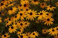 Does a Black-Eyed Susan Need Shade or Sun? | Home Guides | SF Gate