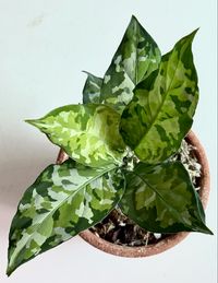 Aglaonema Pictum tricolor better known as the camouflage plant, with different shades of green, it mimics the camouflage pattern perfectly… I'm loving it.💚 @chaichit_home 05.05.2023 #aglaonema #houseplantclub #thehouseplantchallenge #house_plant_community #plantmakepeoplehappy #indoorplants #photosplant #beautiful #crezyplantlady #อโกลนีม่า #instaplants #apartmentjungle #livingwithplants #plantmom #plantaddict #pinkplants #inspiration #plantlife #indoorjungle