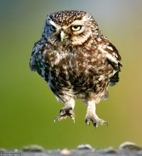 owl walking - Google Search