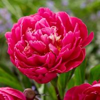 Buy paeony or peony Paeonia lactiflora Karl Rosenfield: £24.99 Delivery by Crocus