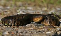 Water Snakes (Nerodia): Species, Habitat, Diet, & More