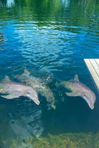 Dolphins in the ocean, florida, the Florida keys, aesthetic, sea, tropical, caribean, bahamas, mareenbiologist, Islamorada