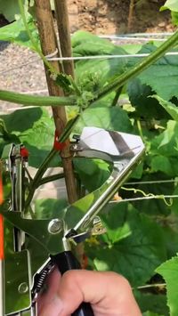 Say Goodbye to tedious and time-consuming plant tying and achieve a lush and healthy garden with ease! #gardenhack #gardenhacks #gardentips #gardentipsandtricks #backyardgarden #gardentools #flowers around tree front yards