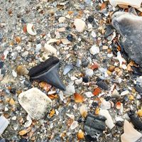 From the occasional big score of digging up a tooth from a Great White shark to finding handfuls of smaller shark teeth, the sands along Folly are rich in ancient treasure.