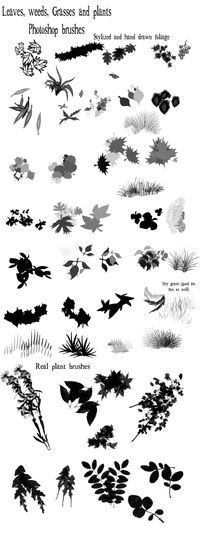 Leaves and grass | Photoshop Free Brushes 💯 #digitalart #photoshopbrushes #illustratorbrushes #artbrushes #procreatebrushes #digitalpainting #downloadbrushes #freebrushes