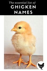 Naming chickens is hard, we've made it easy with this huge list of awesome chicken names!