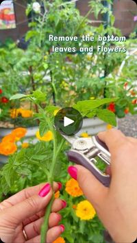 48K views · 3.7K reactions | 🔎hold the screen to pause the video 👍
.
Who doesn’t want FREE plants right? 

Today I want to share with y’all how to grow tomatoes from the Tomatoe side shoots . 
.
𝗪𝗵𝗮𝘁 𝗶𝘀 𝘁𝗵𝗲 Tomato Side shoot AKA ( TomatoSuckers) ? 
- The the sideShoots will grow between the Main Stem and Leave. Some would prune it out and some not. 
.
🍅 Carefully snap the sideShoots and You can let it rooted in water or basically plug it in the soil ( Mine grow better if rooted in water first) . 

🍅 Don’t forget to change water every few days 👍 if there are some flowers, pinch it off, we want the energy focus on the growth. 
.
🍅 Each tomato season I hardly prune those out , because I want the maximum yield , Unless it’s necessarily . 

I also grow a lot from the sideshoot , 