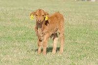 Beefmaster calf