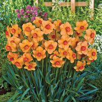 altruist daffodils - Google Search