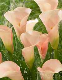 We think our Auckland Calla Lilies are just peachy!  The petals are a soft peachy pink resembling a serene sunrise.  For added interest, the foliage is a glossy dark green with contrasting white specks throughout.  Calla lilies are the perfect plant in a container to add color to your patio or deck this Summer!  Often used in wedding arrangements, calla lily blooms are long lasting making it the ideal cut flower.  New to planting Callas? Click here for a complete guide on our Blog!