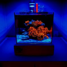 an aquarium with blue lights and corals in it