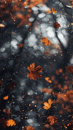 autumn leaves floating on the water in front of trees with orange and yellow leaves falling from them