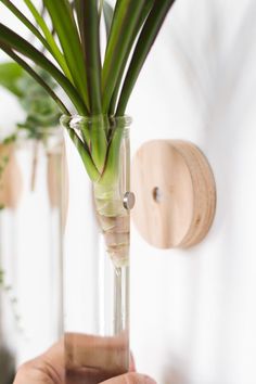 a person holding a glass vase with some plants in it and another plant behind it