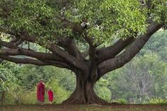 two people in red robes standing under a large tree with green leaves on the branches