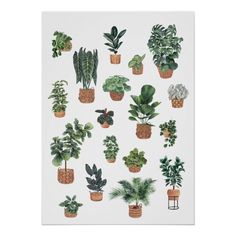 a white poster with potted plants and houseplants on the front, in various shapes and sizes