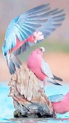 two colorful birds sitting on top of a log in the water with their wings spread