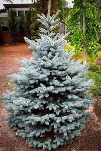 a blue fir tree in the middle of a yard