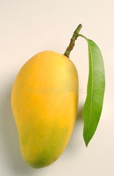 a mango with a green leaf on the side royalty images and clippings are included in this image