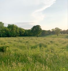 an empty field with trees in the background