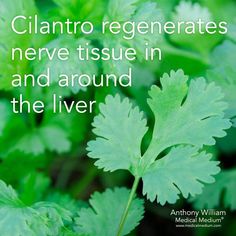 Liver Rescue, Fruits Benefits, Liver Cleanser, Anthony William, Food Health Benefits, Healing Foods, Naturopathic Medicine, Health Ideas