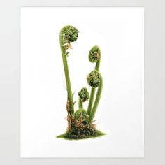 an image of a plant that is growing out of the ground in front of a white background