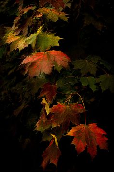 some very pretty colorful leaves in the dark