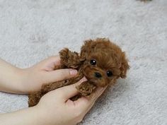 a person holding a small brown dog on top of a white carpeted floor and petting it's head