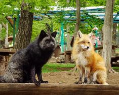 two foxes sitting next to each other on a wooden bench in front of some trees