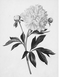 a black and white drawing of a flower