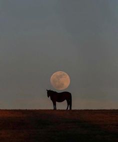 a horse standing on top of a dry grass field under a full moon in the sky