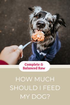 Dog eating spoonful of raw dog food with title Complete and Balanced Raw, How Much Should I Feed My Dog? Dog Feeding Schedule, Puppy Feeding Guide, Tattoos Strength, Raw Dog Food Diet, Raw Pet Food, Easy Dog Treats, Healthy Dog Treats Homemade, Old Dog, Dog Food Brands