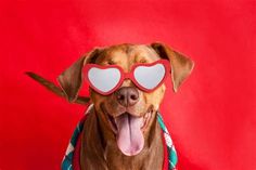 a brown dog wearing heart shaped glasses on top of it's head with its tongue hanging out