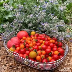 a metal basket filled with lots of red and yellow tomatoes next to purple flowers in the background