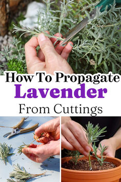 how to propagate lavender from cuttings in a pot with text overlay