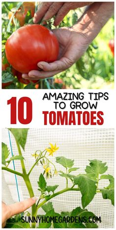 tomatoes growing in the garden with text overlay reading 10 amazing tips to grow tomatoes