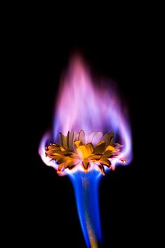 a flower that is on fire with blue flames in the back ground and yellow flowers at the top