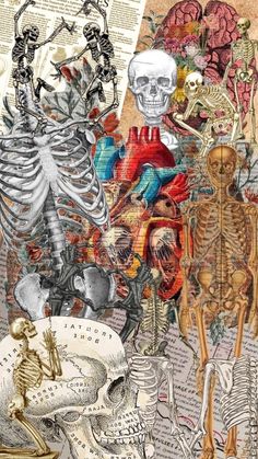 a collage of skeletons and human body parts