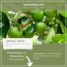 an image of some limes growing on a tree with the words jeruk nipis below it